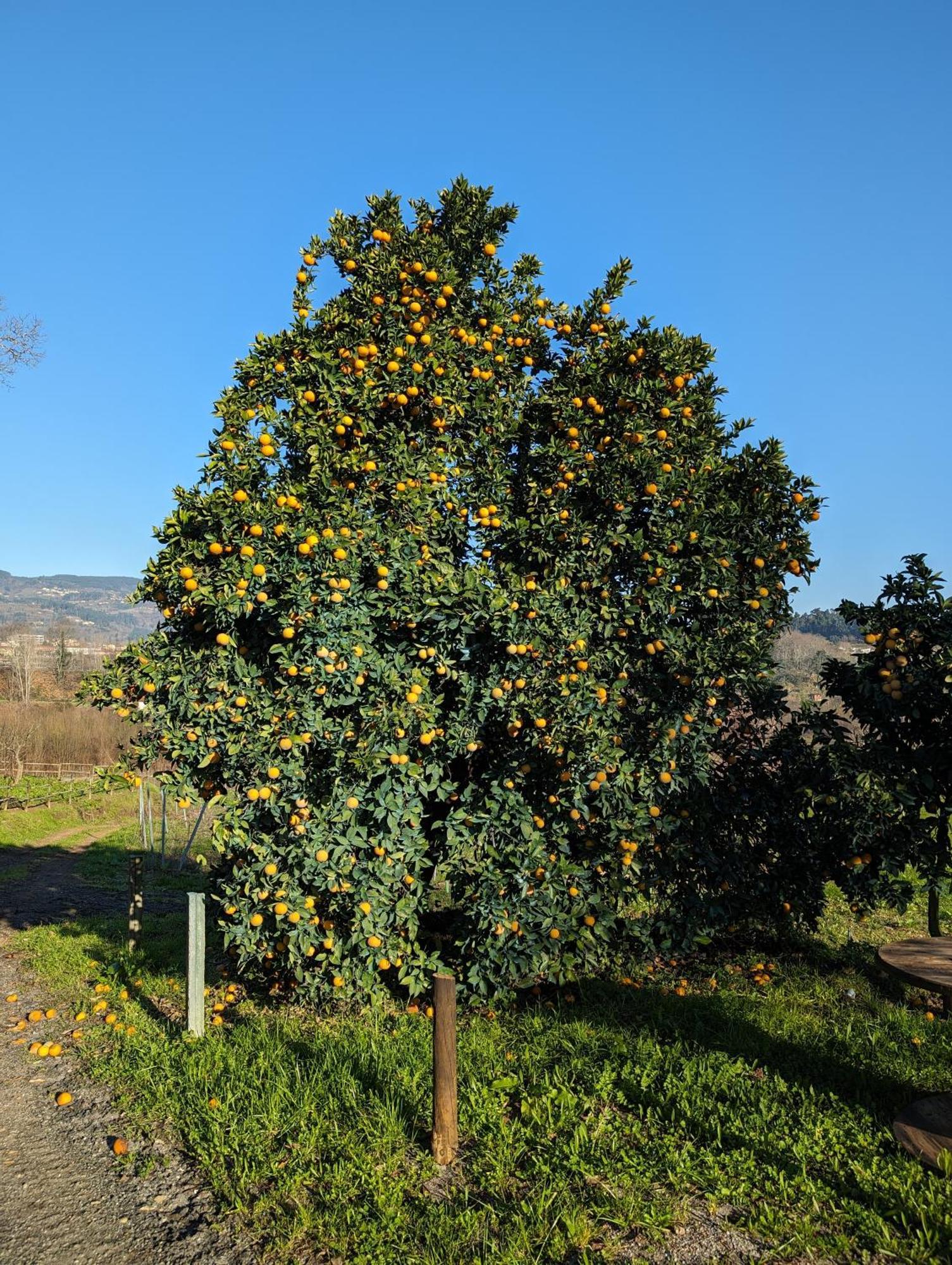 Quinta Da Lage Agroturismo E Enoturismo Celorico De Basto Buitenkant foto