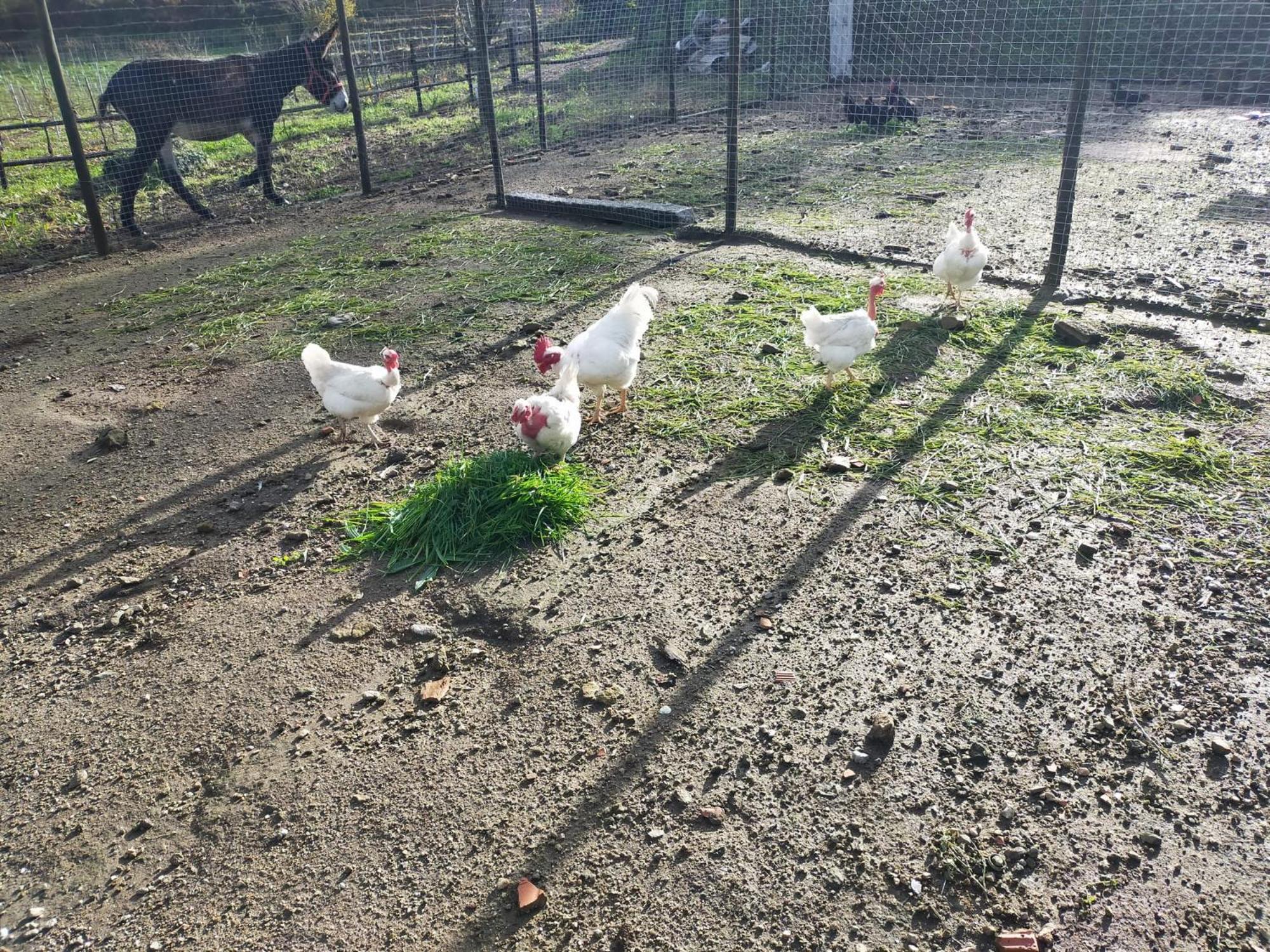 Quinta Da Lage Agroturismo E Enoturismo Celorico De Basto Buitenkant foto